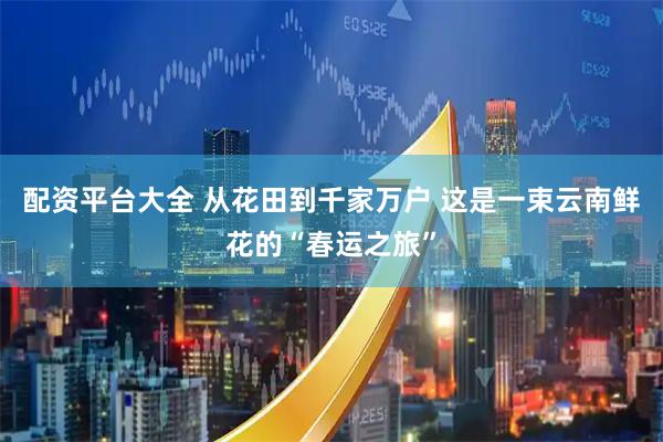 配资平台大全 从花田到千家万户 这是一束云南鲜花的“春运之旅”